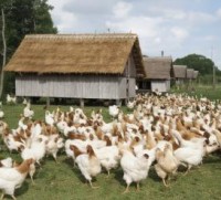 10)THE FOURTH FLEET FARM